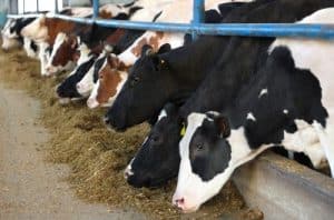 Prevent your cattle from overheating this summer by using HVLS fans in your barns. Overheated cows experience lower metabolism, milk production and fertility rates.